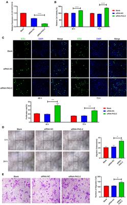 Corrigendum: Global Transcriptomic Analyses Reveal Genes Involved in Conceptus Development During the Implantation Stages in Pigs